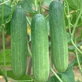Organic Hybrid Cucumber Seeds for Gardening | High Germinating Kheera Pack of 20
