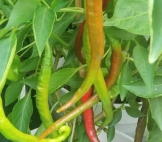 Natura GreenHouse Chili Seeds, green chilli seeds Hybrid F1 chilli seeds for home gardening (200 Long Chili Seeds)
