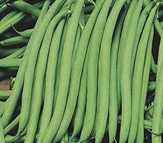 LIVE GREEN French Beans Organic F1 Hybrid Seeds (LG-SSED120)