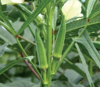 Hybrid Lady Finger (Okra) Seeds for Organic Home & Terrace Gardens - 100+ Seeds