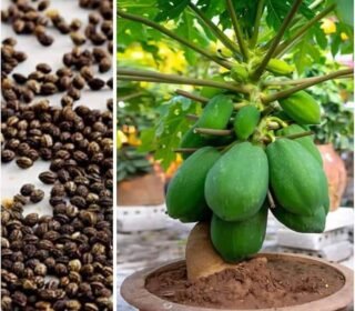 VNR + 786 Hybrid Papaya Seeds – High Yield, Organic, All Season Planting, Perfect for Terrace & Kitchen Garden|| 200+ seeds