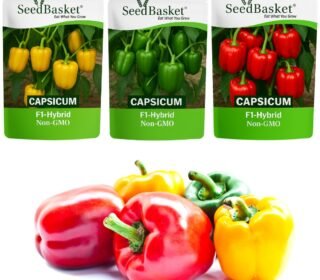 Seedbasket Pack of 3 Capsicum Green Red Yellow Hybrid Seeds – High Yield, Non-GMO, Fast Germination, Suitable for Pots, Grow Bags & Terrace Garden | Ideal for Home & Kitchen Gardening|