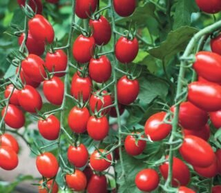 Tomato seeds hybrid all seasons, All season hybrid tomato seeds, Hybrid tomato seeds all season ( 350 seeds )