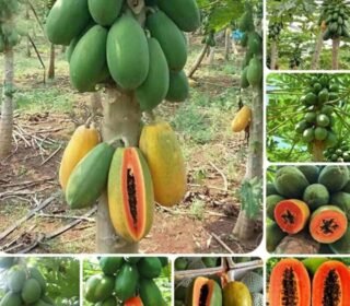 High Yield Papaya Seeds – Red Lady 786 Hybrid, VNR/Thai Quality, Fast Growing, Organic, All Season || 200+ SEEDS