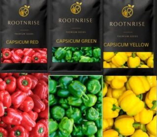 Devender Farm Capsicum Seeds Pack, Non-GMO Hybrid Bell Peppers, Red, Yellow & Green Varieties, for Home Garden