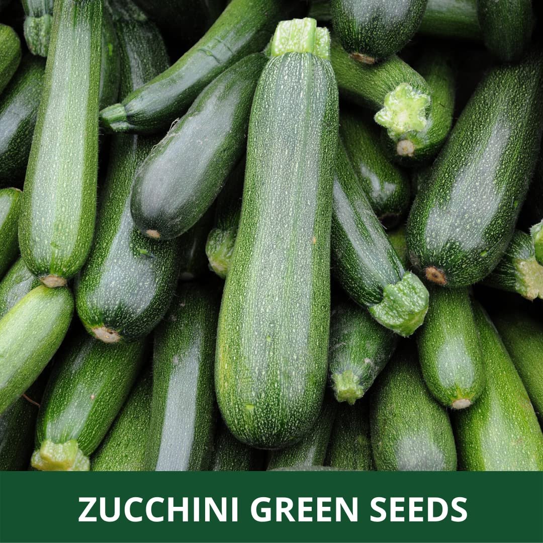 Farmgokart ~ Zucchini Green Long F1-Hybrid Planting Seeds, – ideal for both home gardening, Open farming, and Poly Houses, Seed Count - 10 Grams - Appx Seed Count 65-70 Nos - Image 3