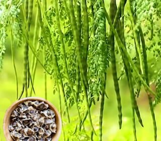 Drumstick seeds hybrid all season, Seeds for drumstick all season hybrid, Pack of 30 seeds