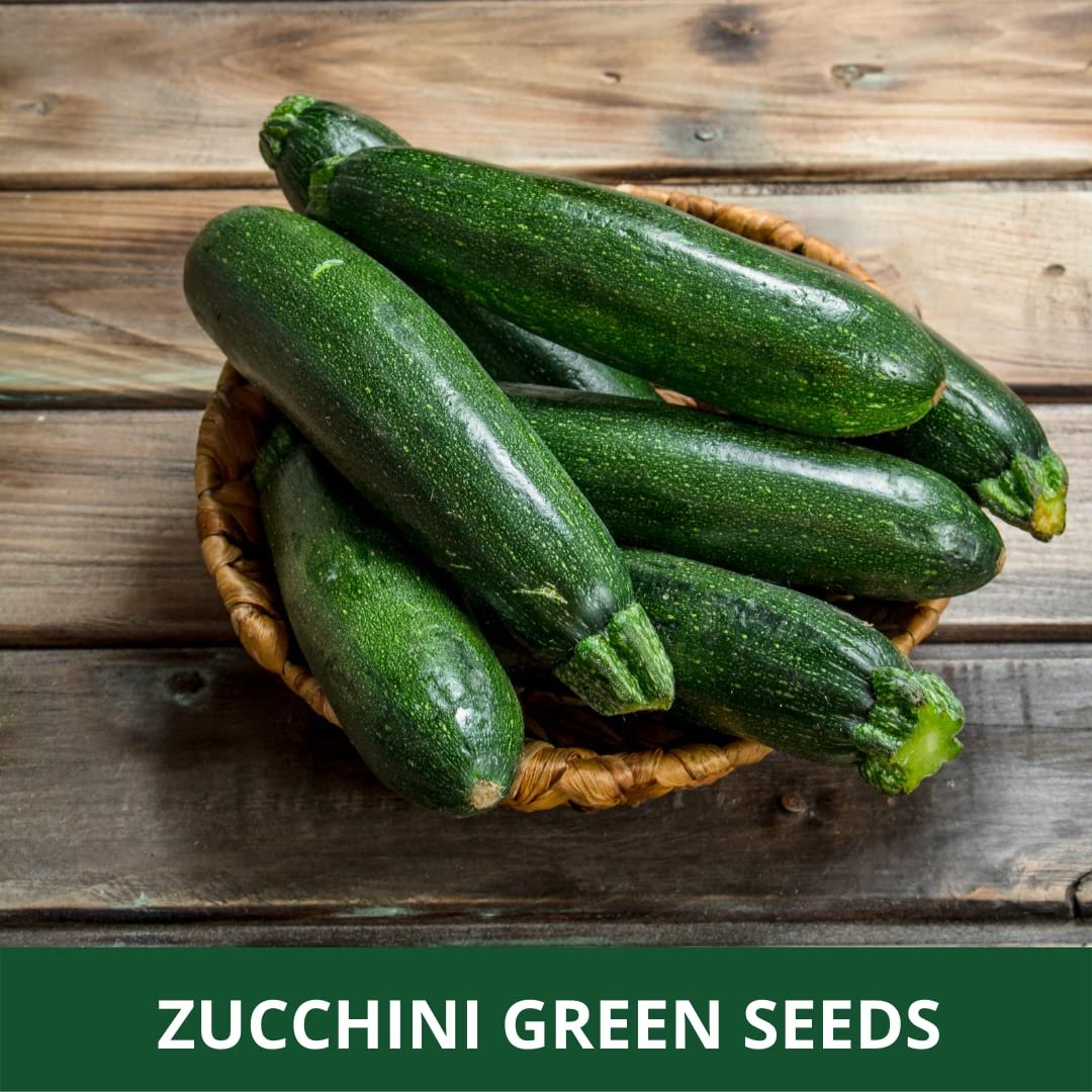 Farmgokart ~ Zucchini Green Long F1-Hybrid Planting Seeds, – ideal for both home gardening, Open farming, and Poly Houses, Seed Count - 10 Grams - Appx Seed Count 65-70 Nos - Image 4
