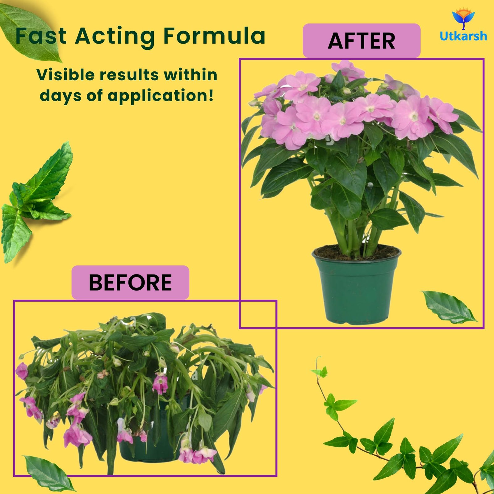 Utkarsh Plant Boost - Liquid Bio Fertilizer, Organic Growth Booster for Faster, Healthier Home Garden Plants, Ideal for Vegetables, Flowers, Herbs & Promotes Healthy Roots (Pack of 3 of 50 ml) - Image 5