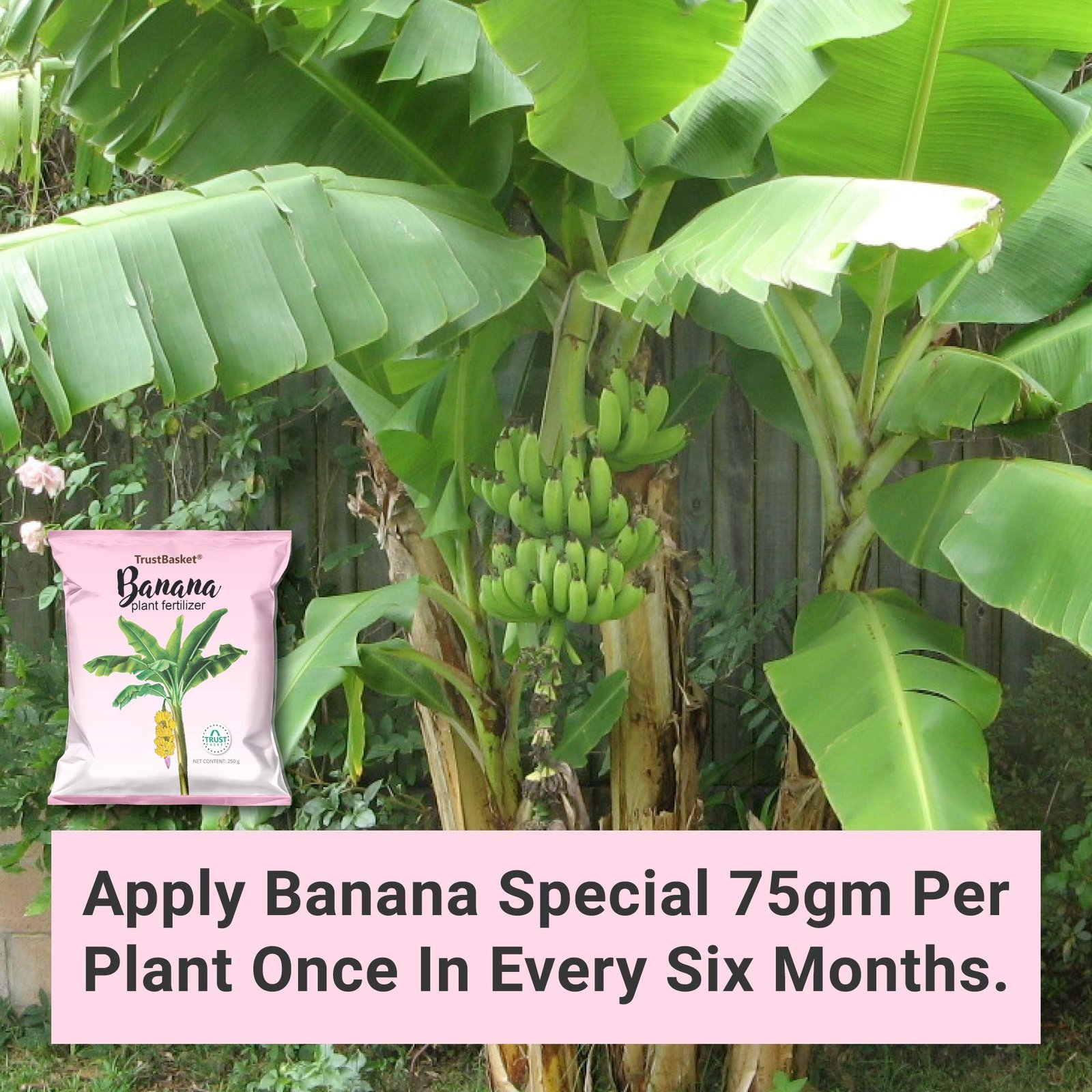 TrustBasket Banana Plant Fertilizer(250 gm) - Image 3