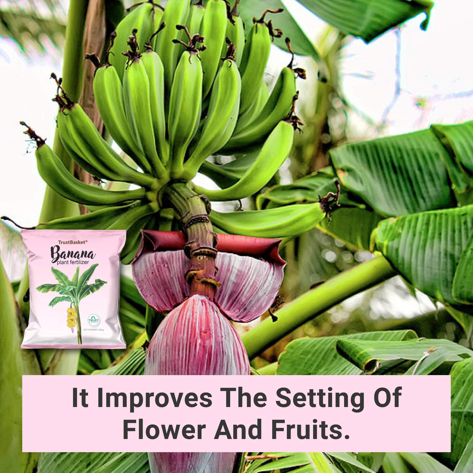 TrustBasket Banana Plant Fertilizer(250 gm) - Image 7