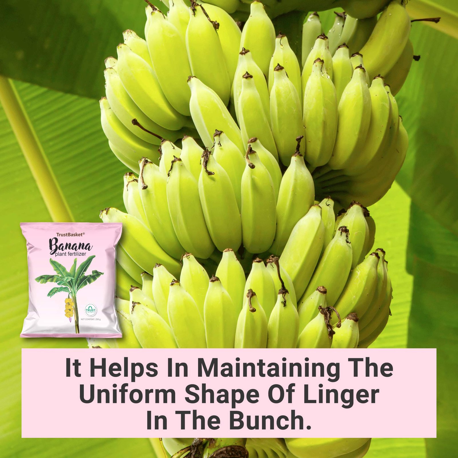 TrustBasket Banana Plant Fertilizer(250 gm) - Image 6