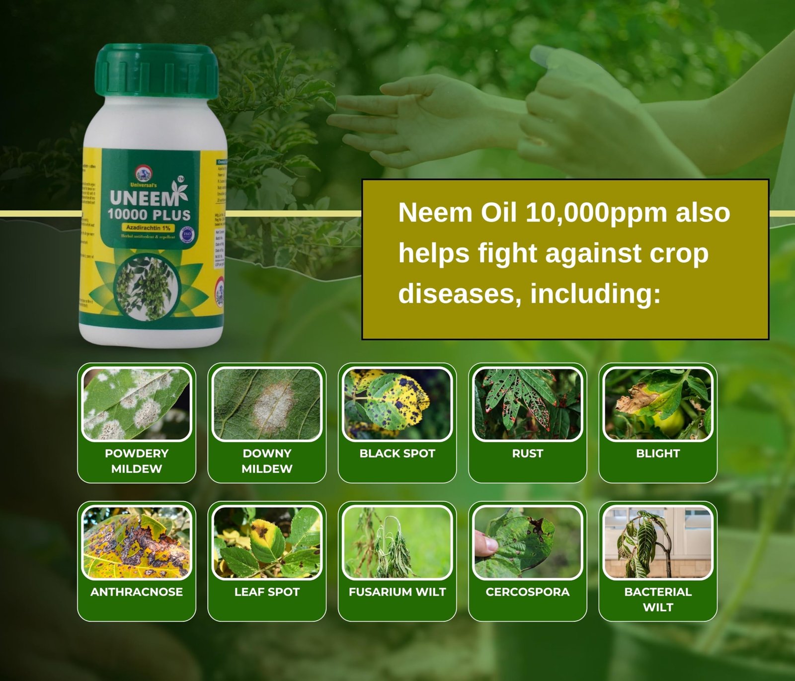 PLANTS & ROOTS Organic Pure Neem Oil For Plants Insects Spray 10000ppm 250ml Water Soluble Cold Pressed Neem Oil For Agriculture Farming & Gardening Active Azadirachtin For Fungus, Thrips - Image 3